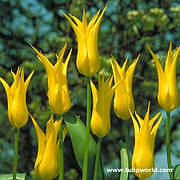 Цибулини тюльпанів Лілієвидний