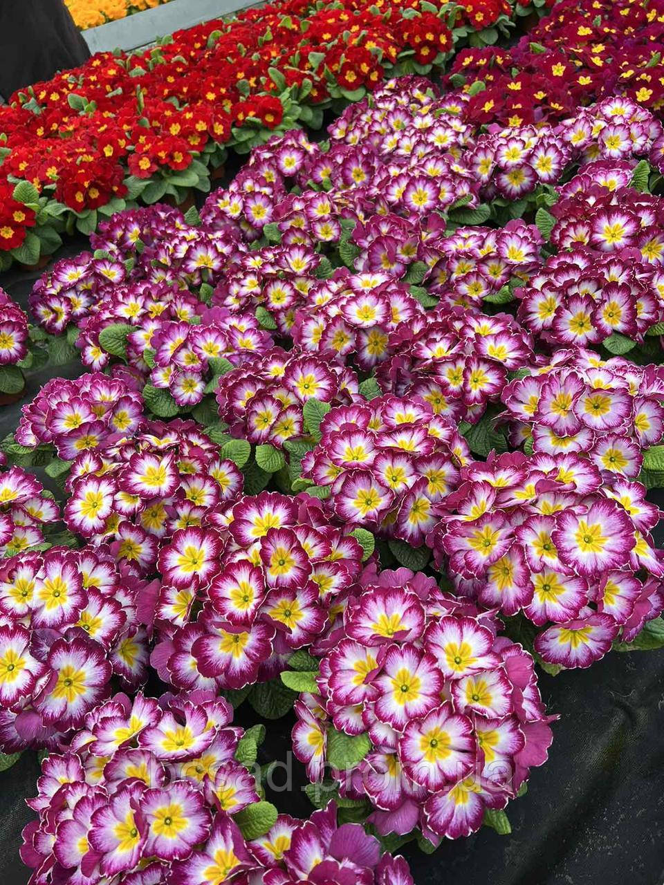 Цветы Примула Махрова, оптом цветы, цветы Киев, садовый центр, опт - фото 1 - id-p1758612194