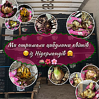 Ми отримали цибулини квітів із Нідерландів!!!
