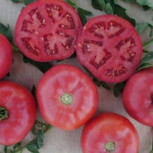 Пінк Буш F1 10 шт насіння томату низькорослого рожевого Sakata