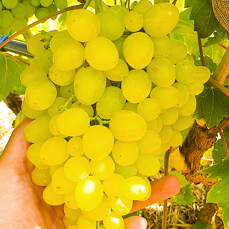 Саджанці Винограду Цимус - дуже ранній, мускатний, урожайний, фото 1