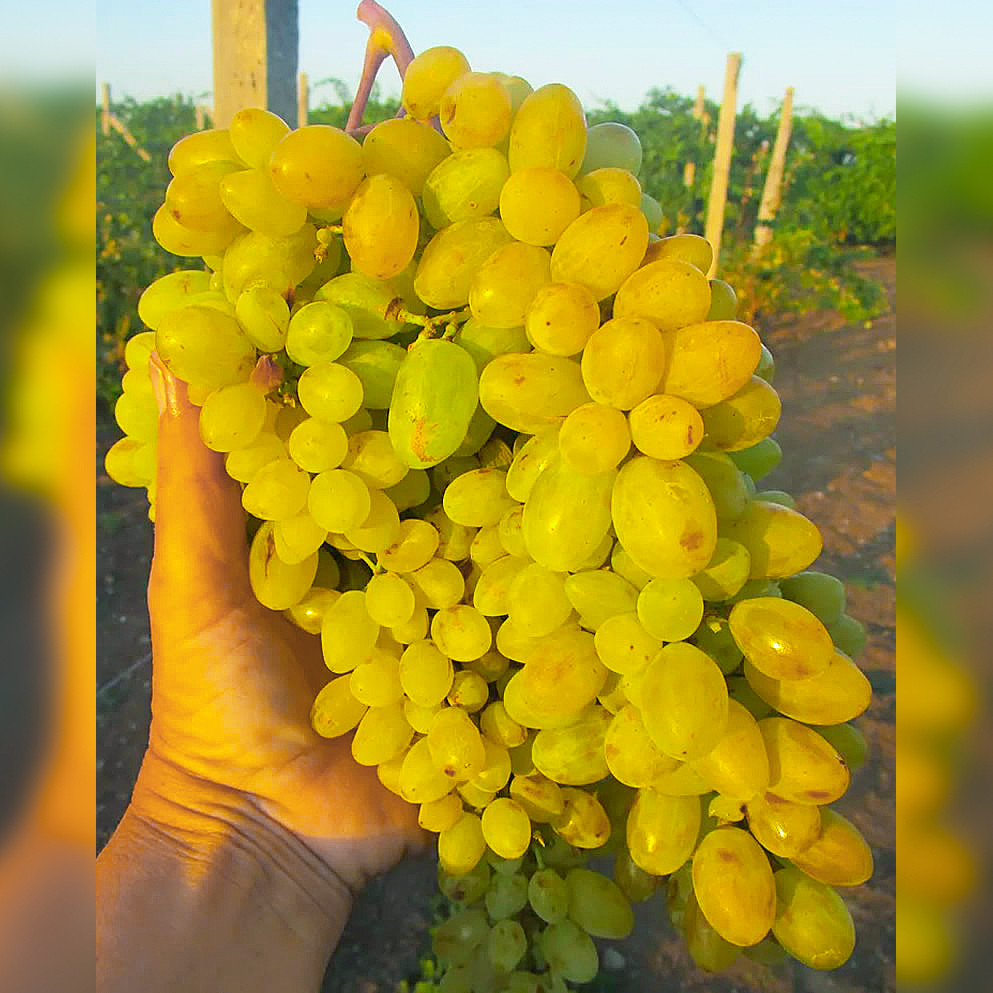 Саджанці Винограду Геліодор - раннього терміну, великоплідний, морозостійкий, фото 1