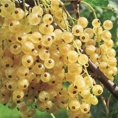 Саджанці смородини білої Білий виноград - середня, біла, десертна, фото 1