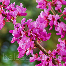 Церцис канадський Форест Пансі / h 175-200 / Cercis Forest Pansy, фото 3