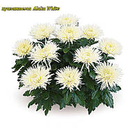 Хризантема Alaka White (Алака Біла) розсада