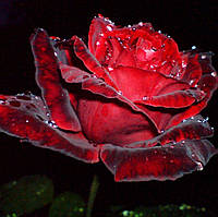 Набор алмазной вышивки "Красная роза в росе"