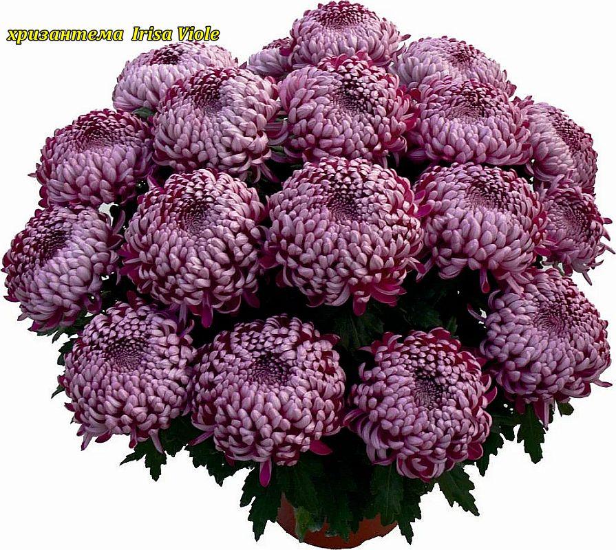 Хризантема Irisa Violet (Іріс Фіолетовий)розсада