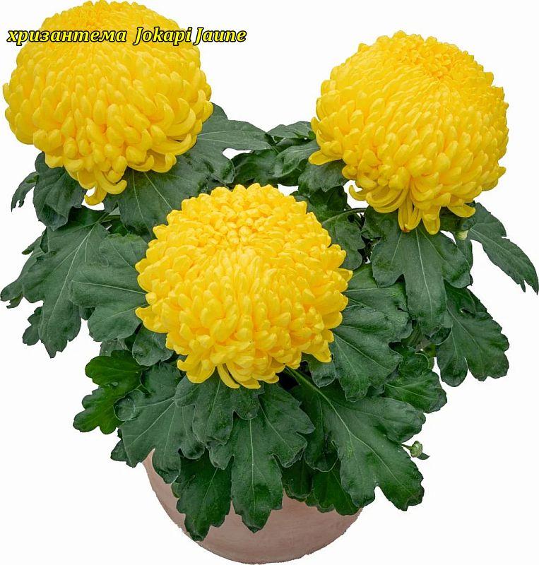 Хризантема Jokapi Jaune (Йокапи Жауне)