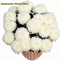 Хризантема Komodo Blanc (Комодо Блан)