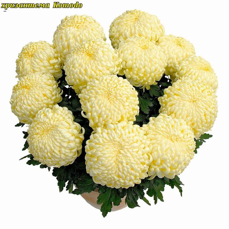 Хризантема Komodo Cream (Крем Комодо) розсада