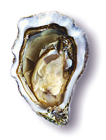 Устриці Жилардо розмір №3 (мінім замовлення від 24 штук)