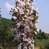 Сакура Amanogawa (Аманогава) до 1,5 м у контейнері 18 л, фото 4