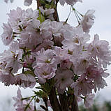 Сакура Amanogawa (Аманогава) до 1,5 м у контейнері 18 л, фото 2