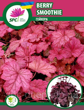Гейхера Berry Smoothie