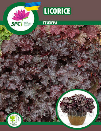 Гейхера Licorice, фото 1