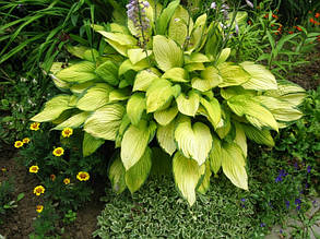 Хоста Gold Standard (Стандарт Голд) кореневище