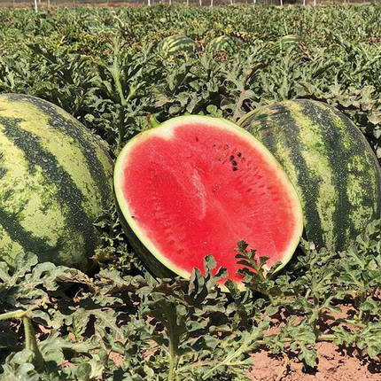 Насіння кавуна Біант F1, 1000 шт — ультраранній гібрид, Yuksel Seeds, фото 1