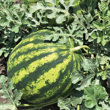 Насіння кавуна Біант F1, 1000 шт — ультраранній гібрид, Yuksel Seeds, фото 3
