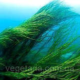 Спіруліна порошок 100г Top Spirulina, фото 5