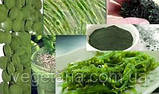Спіруліна порошок 100г Top Spirulina, фото 6