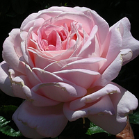 Саженцы роз Мириам "Myriam" 1 м. повторно цветущие. Контейнер 4 литра