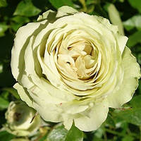 Саженцы роз Лавли Грин (Lovely Green) 80 см. повторно цветущие. Контейнер 4 литра