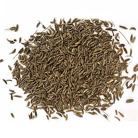 Кмин ваговий