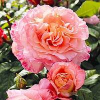 Саженцы роз Августа Луиза (Augusta Luise) 120 см. повторно цветущие. Контейнер 4 литра