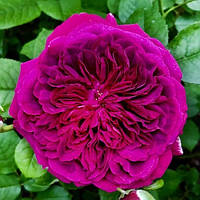 Саженцы роз Уильям Шекспир (William Shakespeare) 120 см. повторно цветущие. Контейнер 4 литра