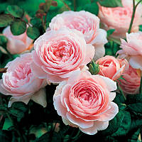 Саженцы роз Королева Швеции (Queen of Sweden) 90 см. повторно цветущие. Контейнер 4 литра
