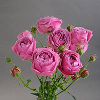 Саженцы роз Мисти Баблс 60 см. повторно цветущие. Контейнер 4 литра