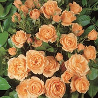 Саженцы роз Клементина (Clementine) 60 см. повторно цветущие. Контейнер 4 литра