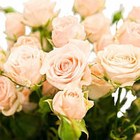 Саженцы роз Яна (Jana) 70 см. повторно цветущие. Контейнер 4 литра