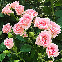 Саженцы роз Лидия "Lydia" 60 см. повторно цветущие. Контейнер 4 литра