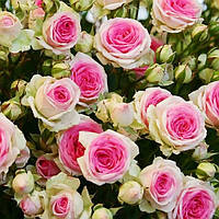 Саженцы роз Мими Эден "Mimi Eden" 70 см. повторно цветущие. Контейнер 4 литра