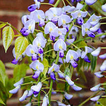 Гліцинія японська Малтіджуга / С5 / h 130 / Wisteria Multijuga, фото 3