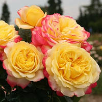 Саженцы роз Yubilej Kordesa (Юбилей Кордеса)) 60 см. повторно цветущие. Контейнер 4 литра