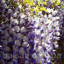 Гліцинія японська Людвік Лавін / h 130 / Wisteria Ludwik Lawin, фото 5