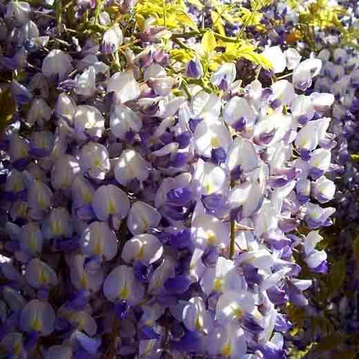 Глициния японская Людвик Лавин / h 130 / Wisteria Ludwik Lawin - фото 4 - id-p1766810247