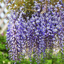 Гліцинія японська Людвік Лавін / h 130 / Wisteria Ludwik Lawin, фото 3