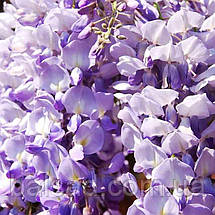 Гліцинія японська Людвік Лавін / h 130 / Wisteria Ludwik Lawin, фото 4