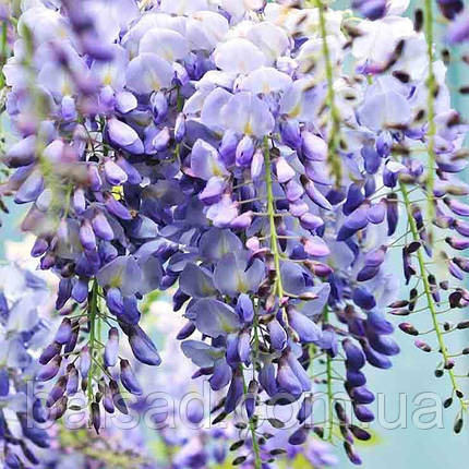 Гліцинія японська Людвік Лавін / h 130 / Wisteria Ludwik Lawin, фото 1
