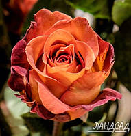Саджанці троянд Кава Брейк (Coffee Break) 1 м. повторно квітучі. Контейнер 4 літри