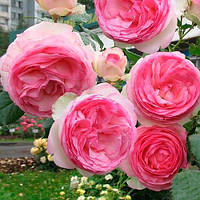 Саженцы роз Эден Роуз "Eden Rose" до 3 м. повторно цветущие. Контейнер 4 литра