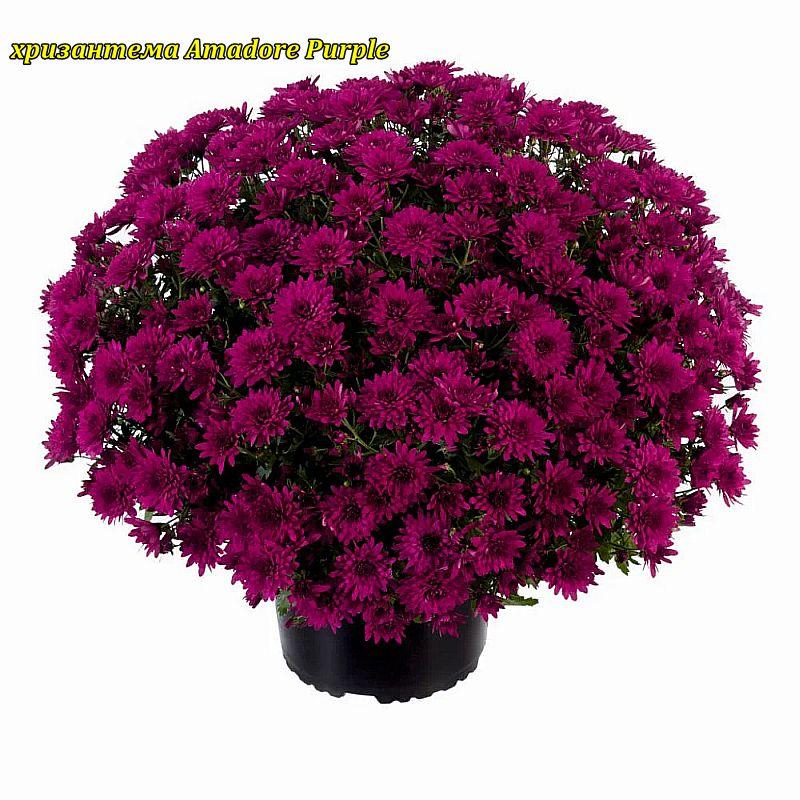 Хризантема Amadore Purple (Амадо Пурпурний). Мультифлора..розсада