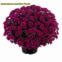 Хризантема Amadore Purple (Амадо Пурпурний). Мультифлора..розсада