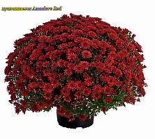 Хризантема Amadore Red (Амадор Червоний). Мультифлора.розсада