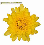 Хризантема Amadore Yellow (Амадор жовтий). Мультифлора. розсада, фото 2