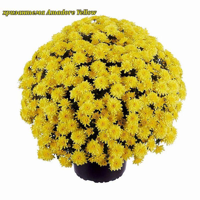 Хризантема Amadore Yellow (Амадор жовтий). Мультифлора. розсада