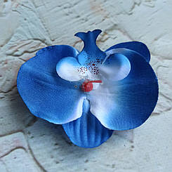 Головки орхідеї сині